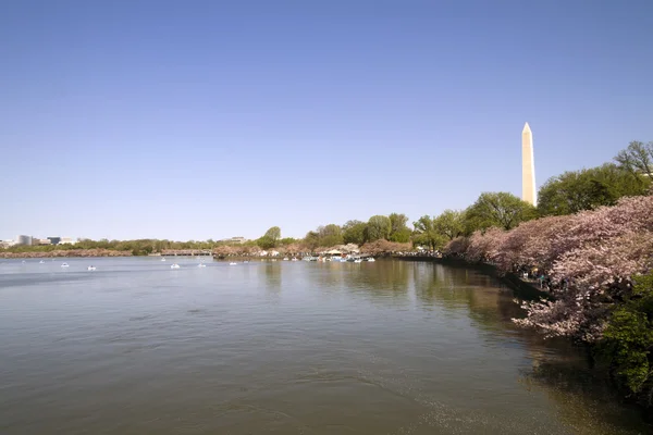 Flores de cerezo con el Monumento a Washington Imagen de stock