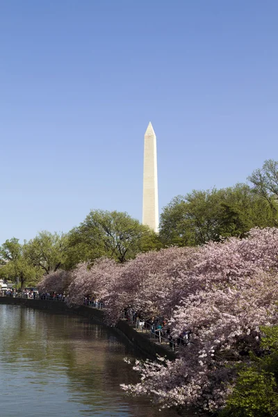 Washington Monument Cherry Blossoms — Stock Photo, Image