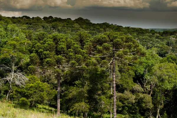 Floresta araucária — Fotografia de Stock