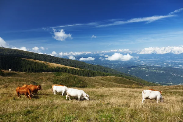 Vacas pastando em um prado de montanha verde — Fotografia de Stock