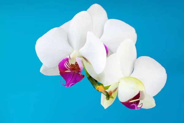 White Orchid Flowers Green Branch Blue Background — Stockfoto