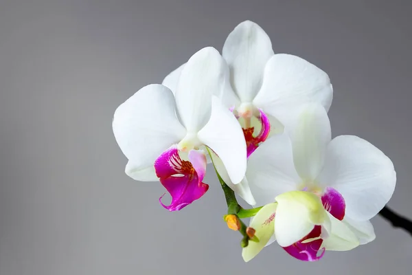 White Orchid Flowers Green Branch — 스톡 사진