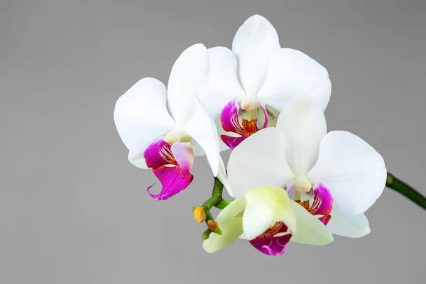 White Orchid Flowers Green Branch — ストック写真