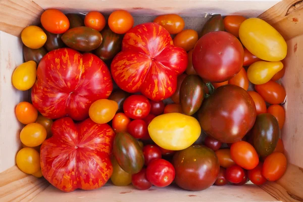 Cultivares de tomate herdeiro — Fotografia de Stock