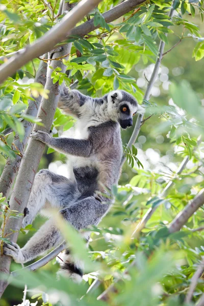 Lemur i Madagaskar — Stockfoto