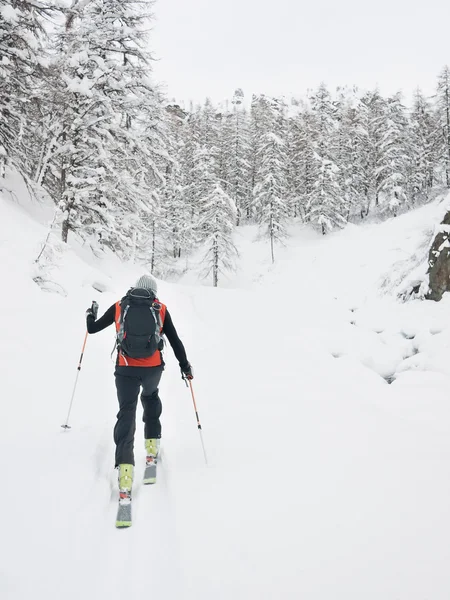 Задній лижник, що йде в засніженому гірському лісі . — стокове фото