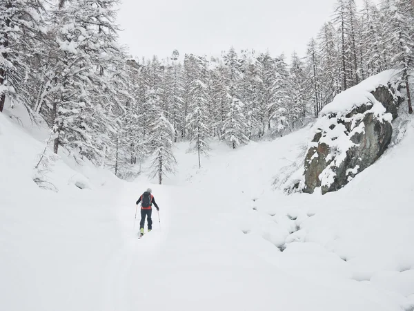 Backcountry skidåkare gå i en snöig bergskog. — Stockfoto