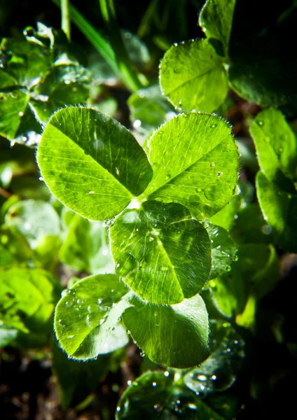 Folhas de trevo — Fotografia de Stock