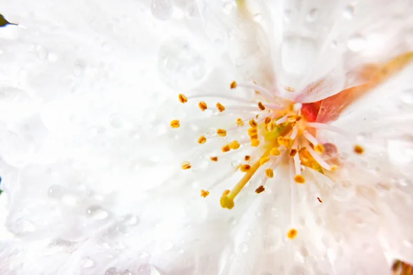 Beyaz ormangülü çiçek — Stok fotoğraf