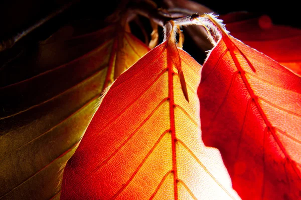 Leaves of Red European Beech — Stock Photo, Image