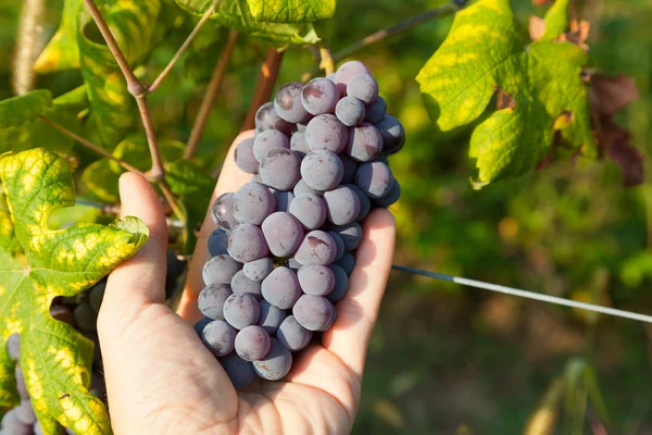 Red grape bunches. — Stock Photo, Image