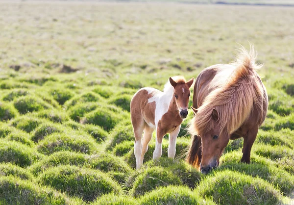 Caballo islandés con su potro —  Fotos de Stock