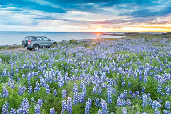 Une voiture 4x4 garée dans un champ de lupins à côté de la côte atlantique lo — Photo