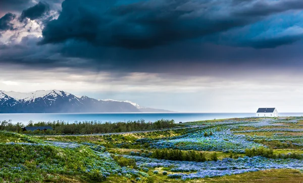 Iceland: lupins meadow over atlantic coastline. — Stock Photo, Image