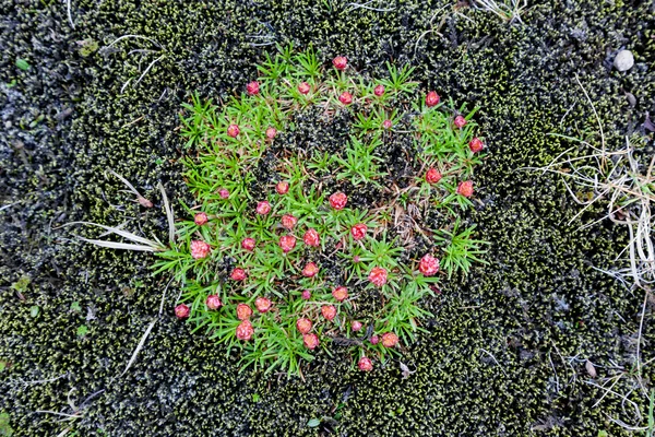 Small red icelandic tundra flowers — Stock Photo, Image