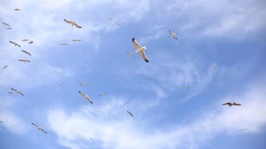 Martılar sürüsünü sinek ek yükü