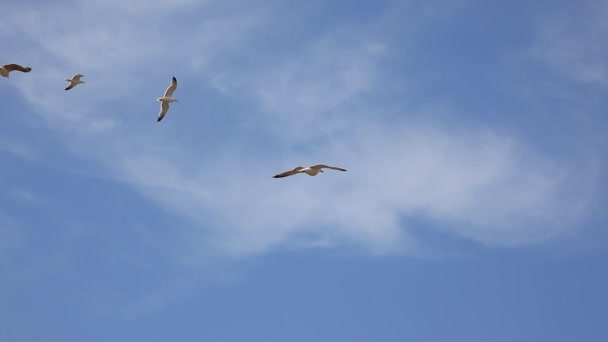 Rebanho de gaivotas — Vídeo de Stock