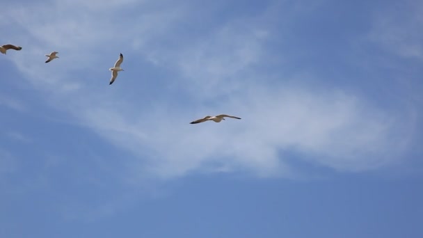 Troupeau de mouettes 