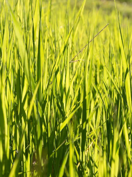 Szczery strzał długie źdźbła trawy zielonej łące górskiej — Zdjęcie stockowe