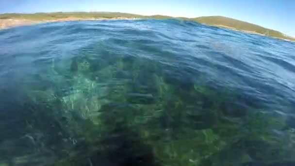 Diving underwater on seagrass — Stock Video