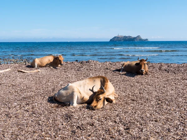 Koeien zitten in het Middellandse-Zeegebied strand van barcaggio — Stockfoto