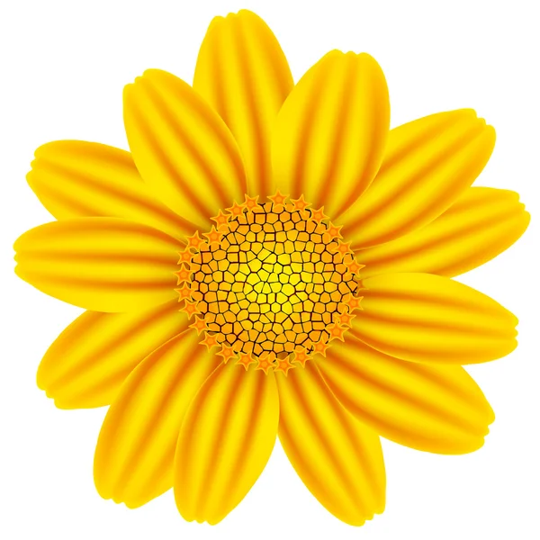 Camomille jaune — Image vectorielle
