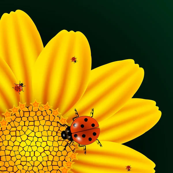 Camomille et coccinelles — Image vectorielle