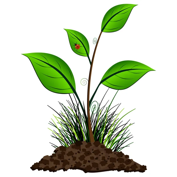 Plante en croissance et coccinelle — Image vectorielle
