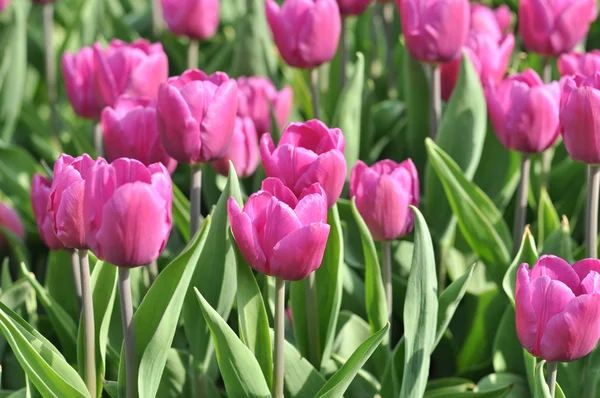 Beautiful pink tulips field in spring time — Stock Photo, Image