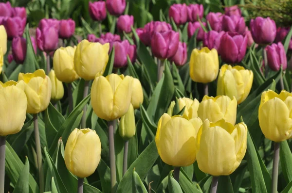 Yellow tulips — Stock Photo, Image