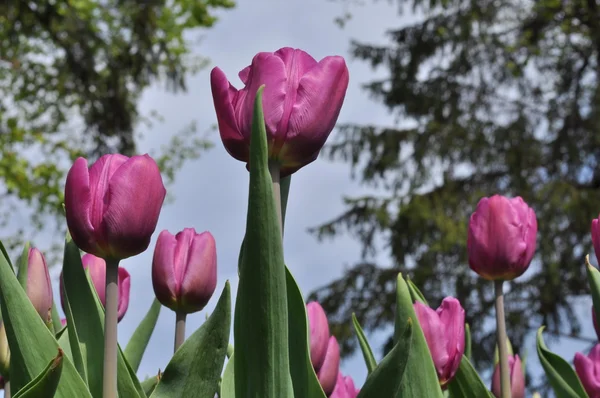Красиве поле рожевих тюльпанів у весняний час — стокове фото