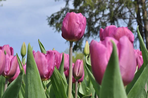 Piękne różowe pole tulipany na wiosnę — Zdjęcie stockowe
