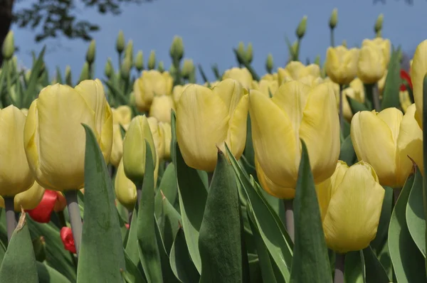 Yellow tulips — Stock Photo, Image