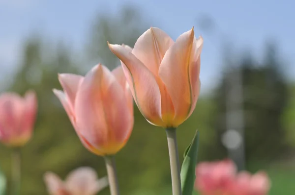 Belo campo de tulipas rosa na primavera — Fotografia de Stock