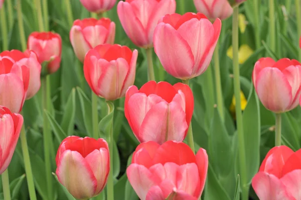 Krásné růžové tulipány pole na jaře — Stock fotografie