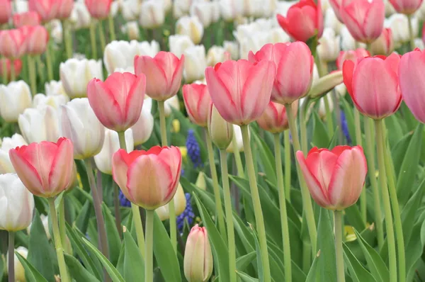 Krásné růžové tulipány pole na jaře — Stock fotografie