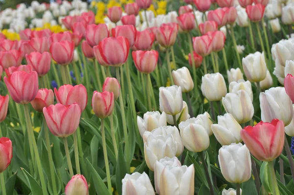 Beautiful pink tulips field in spring time — Stock Photo, Image