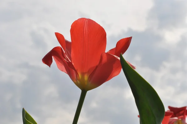 Červené tulipány na pozadí oblohy — Stock fotografie