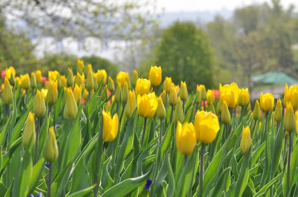 Tulipanes amarillos — Foto de Stock