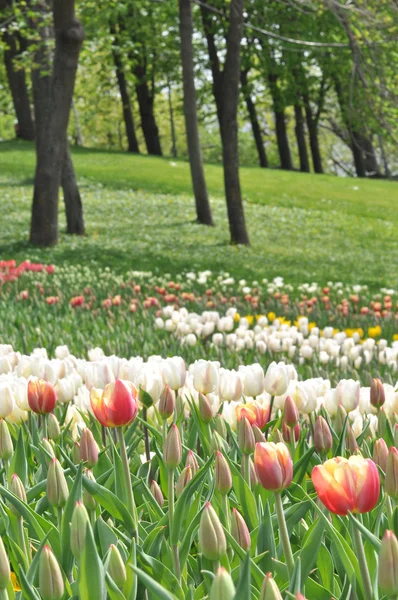 Tulipanes — Foto de Stock