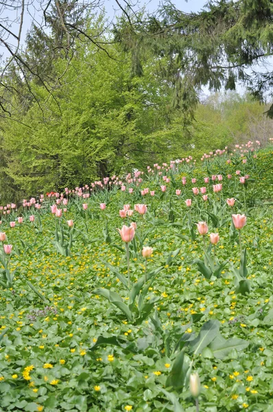 Tulipanes — Foto de Stock