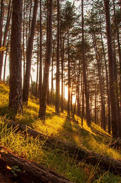 Puesta Sol Bosque Cerca Kotor City Montenegro — Foto de Stock