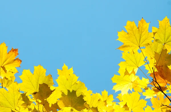 Beautiful autumn leaves of maple tree — Stock Photo, Image
