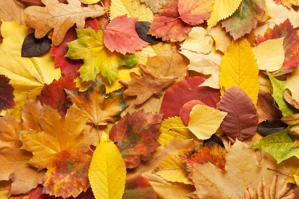 Autumn leaves background — Stock Photo, Image