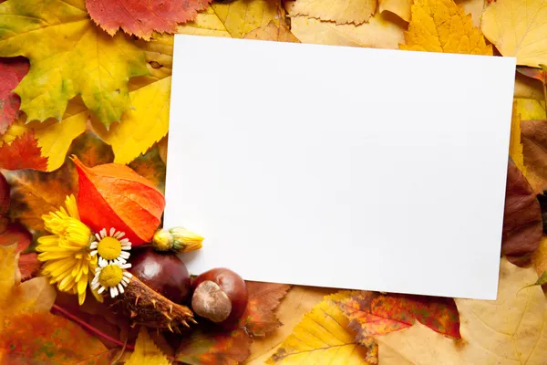 Greeting card for text and autumn flowers Stock Photo