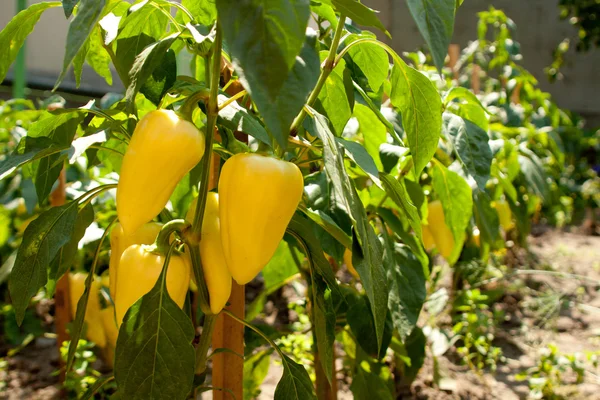 Pimentón amarillo — Foto de Stock