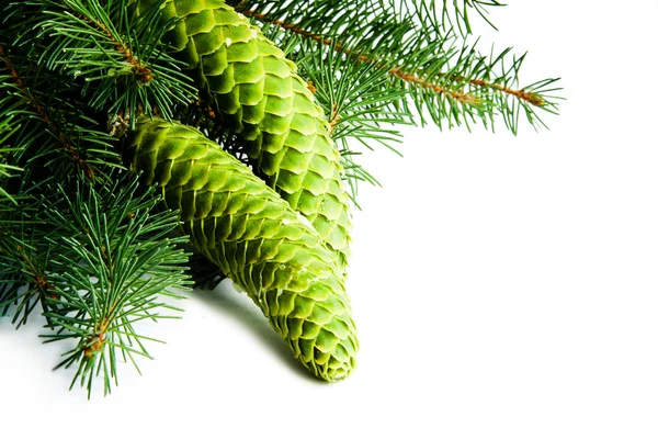 Ramos de árvore de Natal e cones — Fotografia de Stock