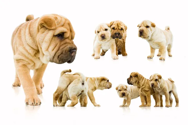 Beyaz arka plan üzerinde izole komik sharpei kukla seti