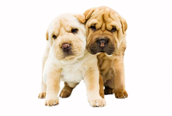 Funny sharpei puppies isolated on white background — Stock Photo, Image