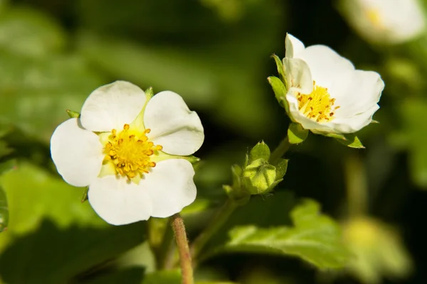 Strawberry blommor — Stockfoto